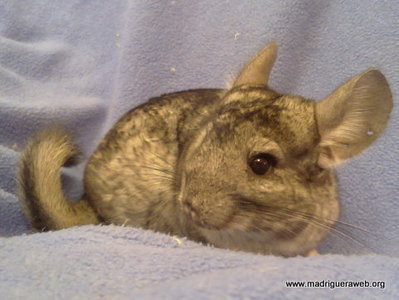 Chinchilla camarón